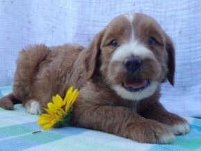 Photo of Shiloh